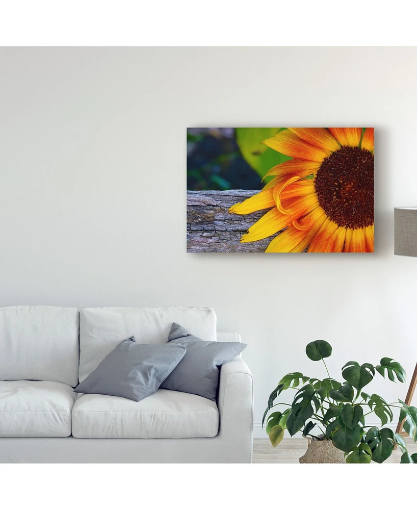 American School Sunflower Close Up Canvas Art - 20" x 25"