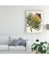 Unknown Antique Protea Iii Canvas Art - 15" x 20"