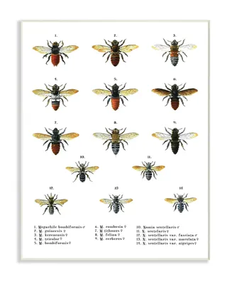 Stupell Industries Bees Scientific Vintage-Inspired Illustration Wall Plaque Art, 12.5" x 18.5"