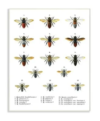 Stupell Industries Bees Scientific Vintage Inspired Illustration Art Collection
