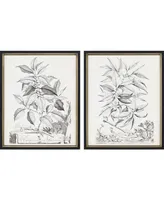 Paragon Botanicals Ii Framed Wall Art Set of 2, 22" x 18"