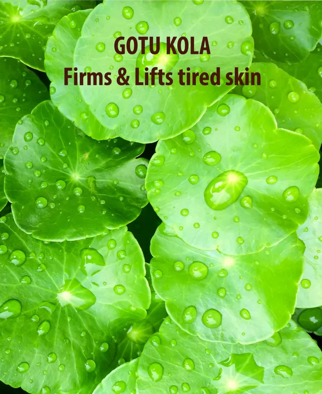 Gotu Kola and Sacred Lotus Cellulite Lotion