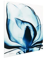 Empire Art Direct Blue Magnolia x-ray Frameless Free Floating Tempered Glass Panel Graphic Wall Art, 24" x 24" x 0.2"