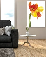 Empire Art Direct Orange Yellow Parrot Tulip on White Frameless Free Floating Tempered Glass Panel Graphic Wall Art, 48" x 32" x 0.2"