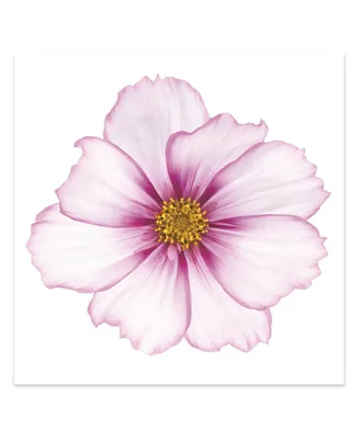 Empire Art Direct Magenta Cosmo on White Frameless Free Floating Tempered Glass Panel Graphic Wall Art, 40" x 40" x 0.2"