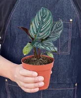 Calathea 'Ornata' Live Plant