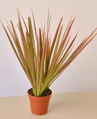 Dracaena 'Colorama' Live Plant, 4" Pot