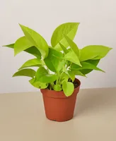 Pothos 'Neon' Live Plant, 4" Pot