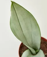 Snake Plant Moonshine Live Plant