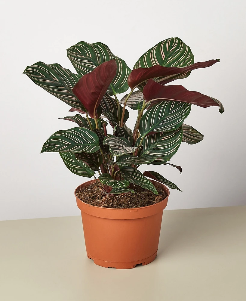 Calathea 'Ornata' Live Plant, 6" Pot