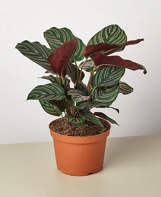 Calathea 'Ornata' Live Plant, 6" Pot