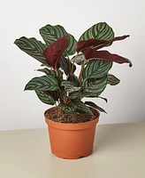 Calathea 'Ornata' Live Plant, 6" Pot