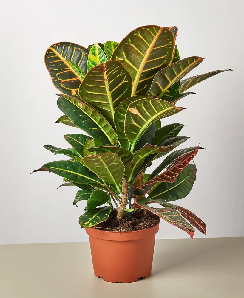 Croton Petra 'Joseph's Coat' Live Plant, 6" Pot