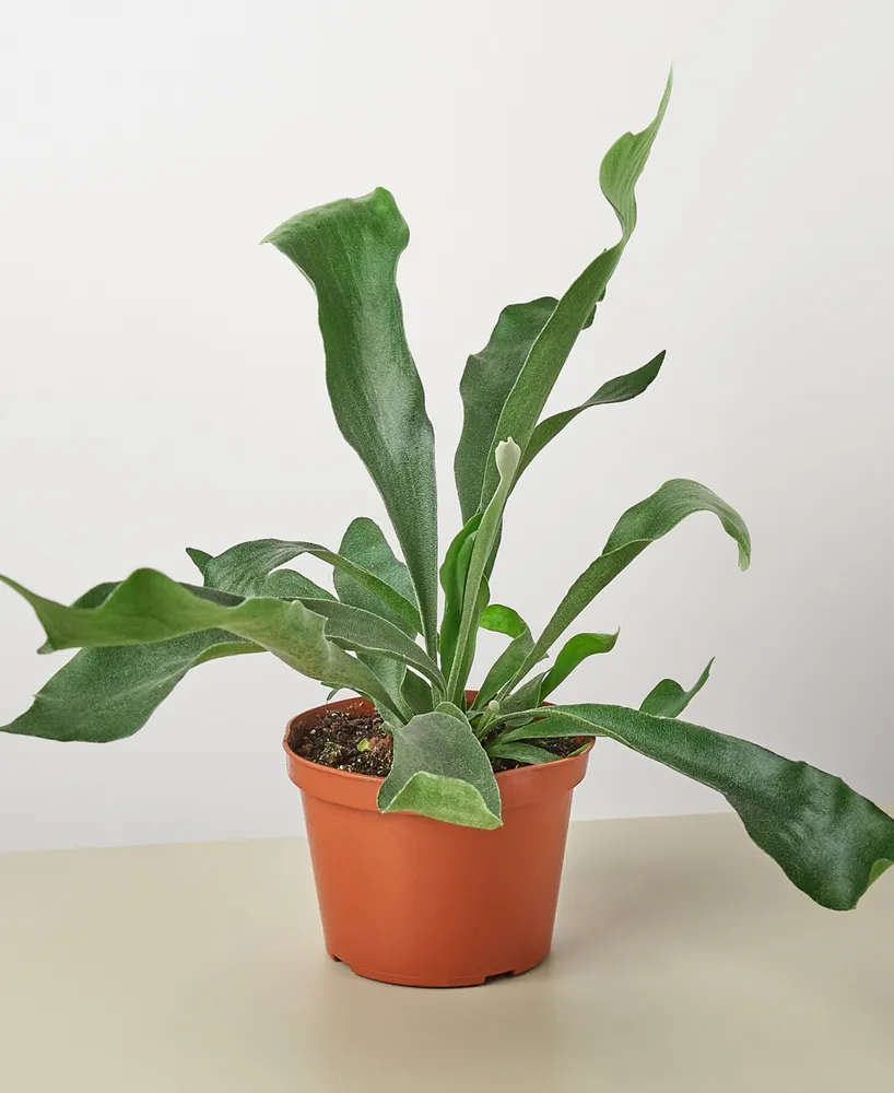 Staghorn Fern Live Plant, 6" Pot