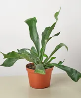 Staghorn Fern Live Plant, 6" Pot