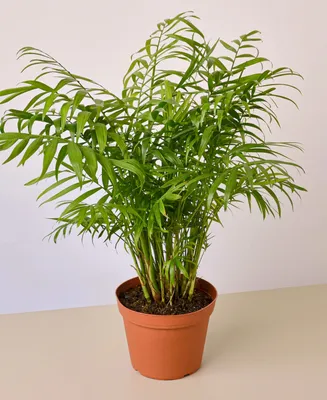 Parlor Palm Live Plant, 6" Pot