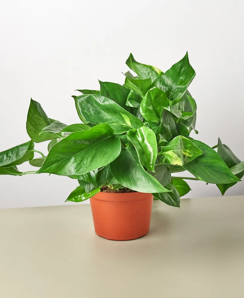 Pothos Golden Live Plant, 6" Pot