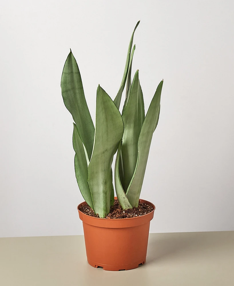 Snake Plant Moonshine Live Plant, 6" Pot