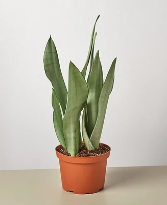 Snake Plant Moonshine Live Plant, 6" Pot