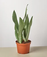 Snake Plant Moonshine Live Plant, 6" Pot