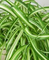 Spider Plant 'Bonnie' Live Plant, 6" Pot