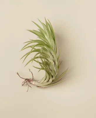 Tillandsia Araujei Live Air Plant