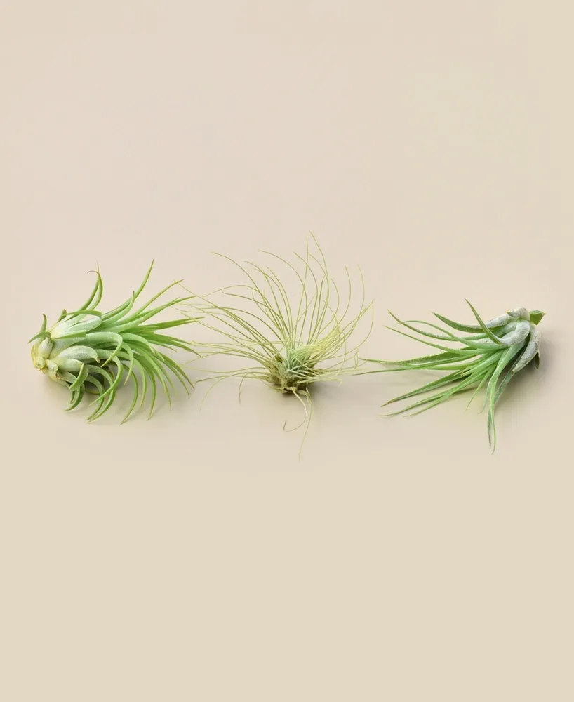 Live Air Plants, Pack of 3