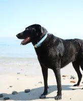 Up Country Beach Balls Dog Collar