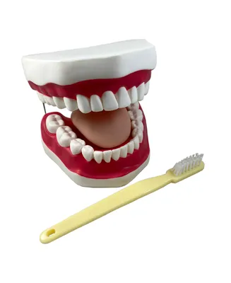 Supertek Oral Hygiene Model with Key