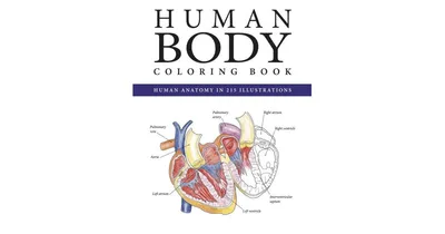 The Human Body Coloring Book by Peter Abrahams