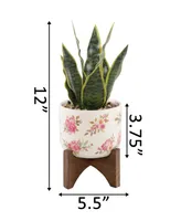 Flora Bunda 12" Snake Plant in Ceramic on Stand