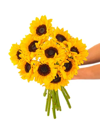 BloomsyBox Sunflowers Fresh Flower Bouquet