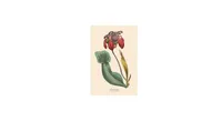 Instant Wall Art Vibrant Botanical Prints- 45 Ready-to