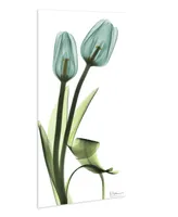 Empire Art Direct "Blue Tulips" Frameless Free Floating Tempered Glass Panel Graphic Wall Art, 48" x 24" x 0.2"