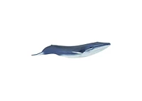 Safari Ltd Blue Whale Sea Life