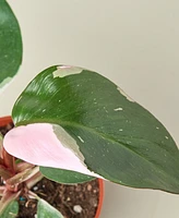 House Plant Shop Philodendron Pink Princess in 4" Pot