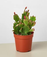 House Plant Shop Zygo Christmas Cactus in 4" Pot