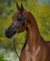 Breyer Horses Rd Marciea Bey, Champion Arabian