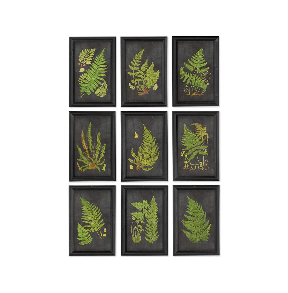 Framed Fern Botanical Prints, Set Of 9