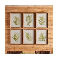 Framed Fern Study, Set Of 6