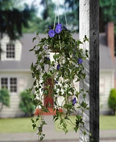 National Tree Company 44 Hanging Morning Glory Plant