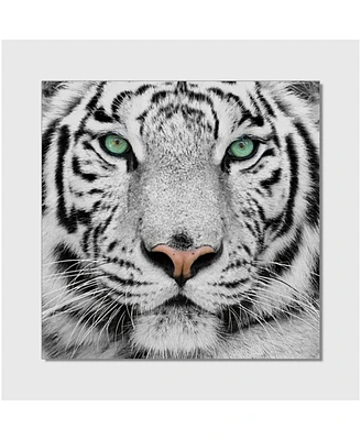 Simplie Fun Snow Tiger Acrylic Wall Art (40 H X 40 W)