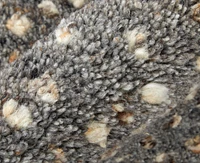 Feizy Dering T6042 8'x8' Round Area Rug