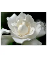 Kurt Shaffer 'Lovely Gardenia' Canvas Art