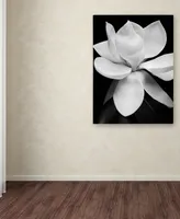 Michael Harrison 'Magnolia' Canvas Art