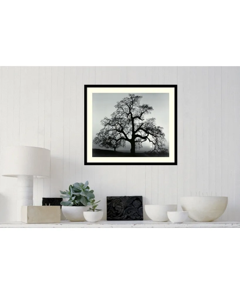 Amanti Art Oak Tree, Sunset City, California, 1962 Framed Art Print