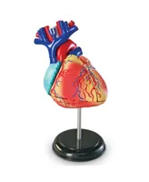 Learning Resources Heart Anatomy Model