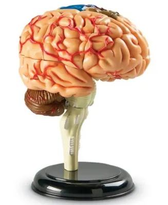 Learning Resources Brain Anatomy Realistic Model