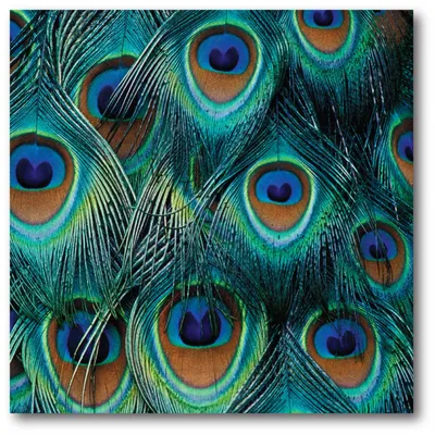 Courtside Market Peacock Gallery-Wrapped Canvas Wall Art - 16" x 16"