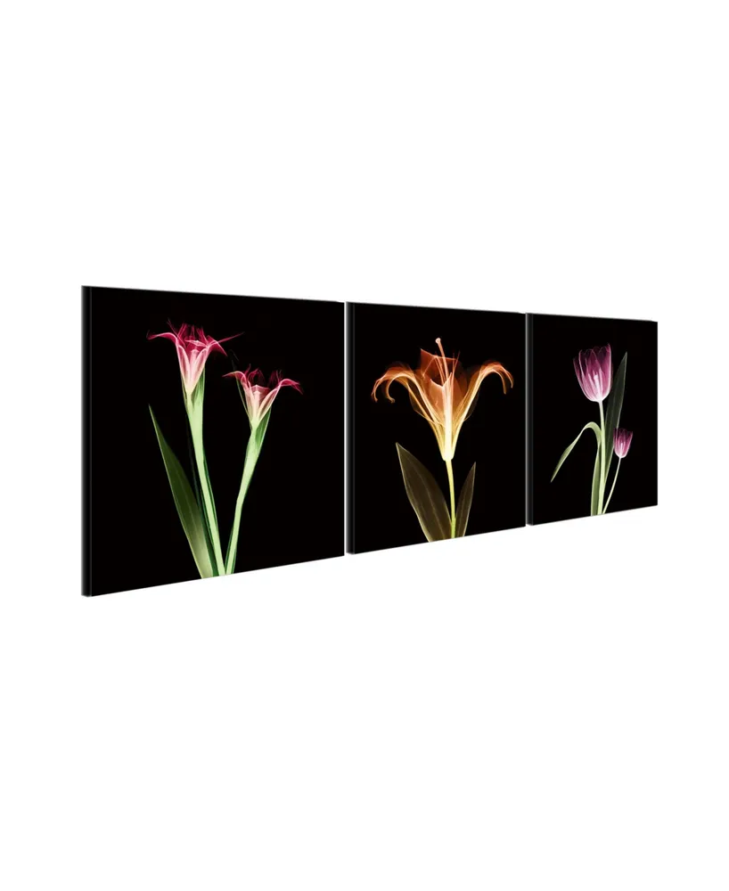 Chic Home Decor Tropical 3 Piece Wrapped Canvas Wall Art X-Ray Design -27" x 82"